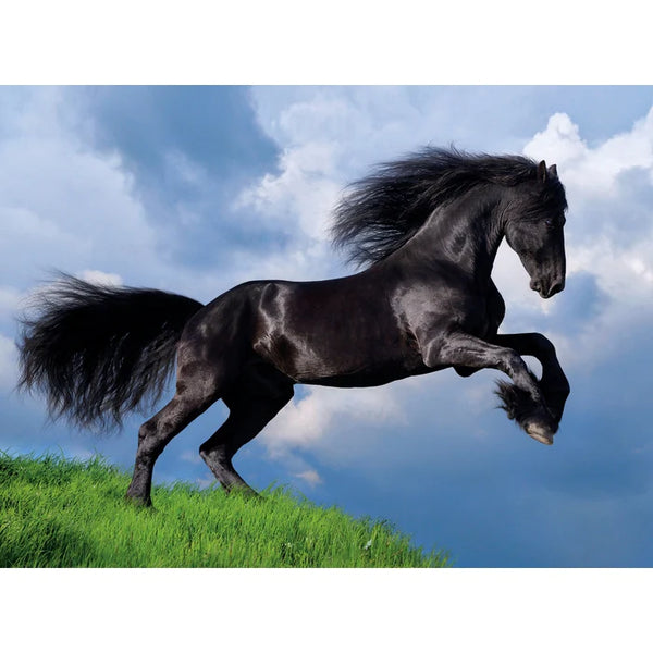 500pc Fresian Black Horse