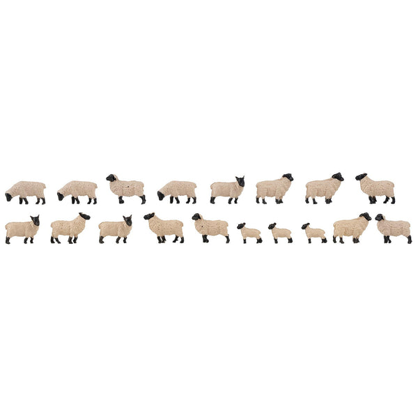 18 Blackheaded sheep