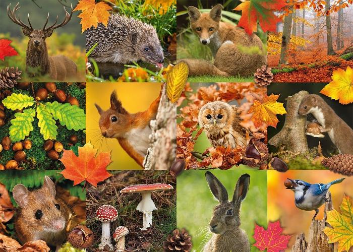 1000pc Autumn Animals Puzzle