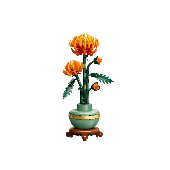 Chrysanthemum