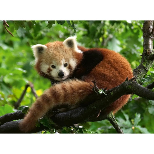 500pc Red Panda Photo Puzzle