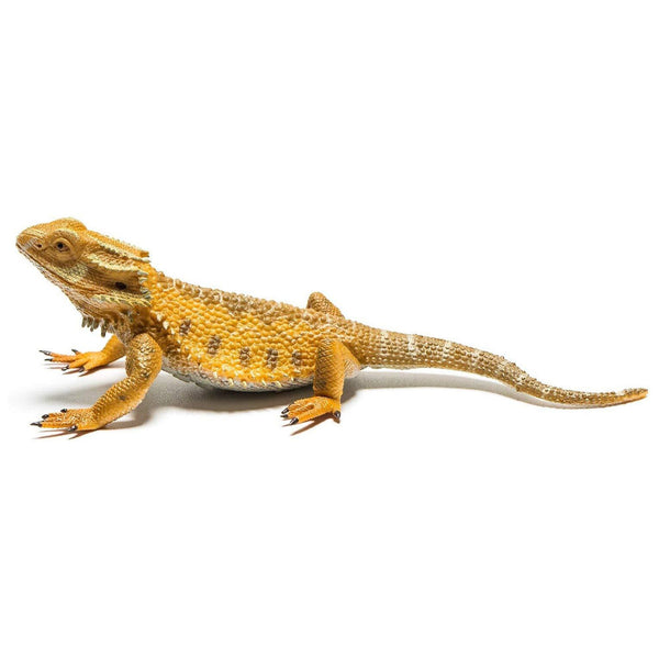 Collecta - Bearded Dragon Lizard (L)