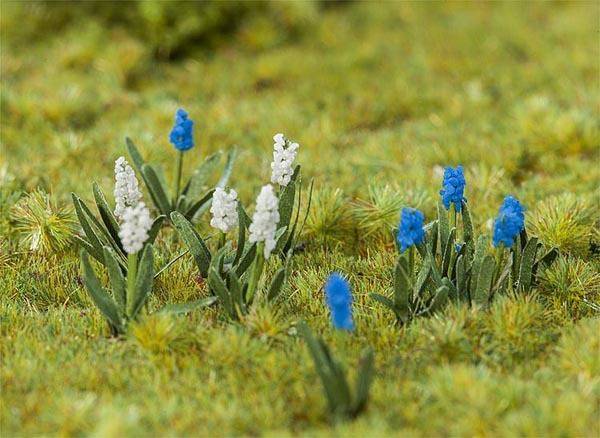 Faller - Grape Hyacinths (32)