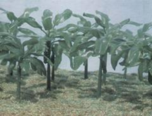 6509 1/72 Banana Trees 11/2 to 21/2    tall x 15 pcs