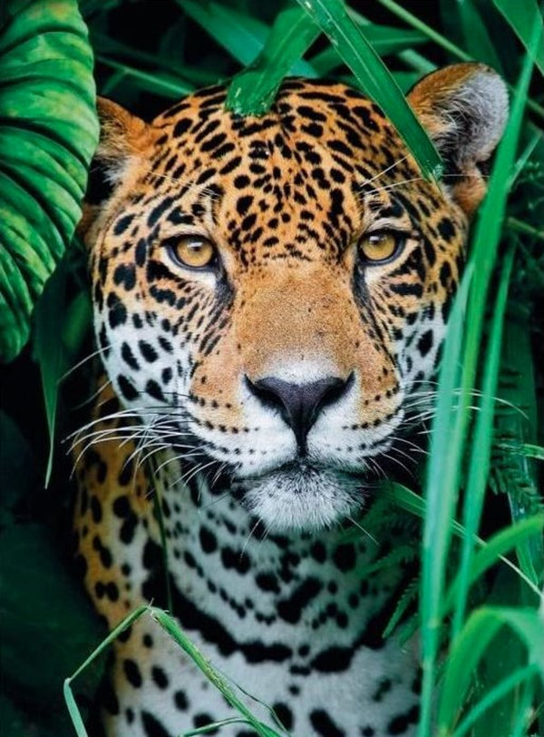 500pc Jaguar In The Jungle