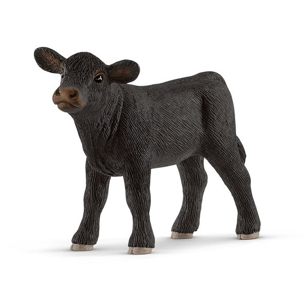 Black Angus calf