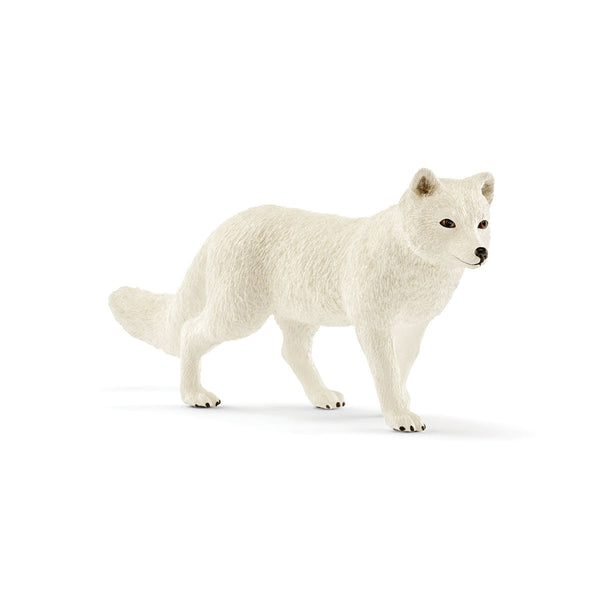 Arctic Fox