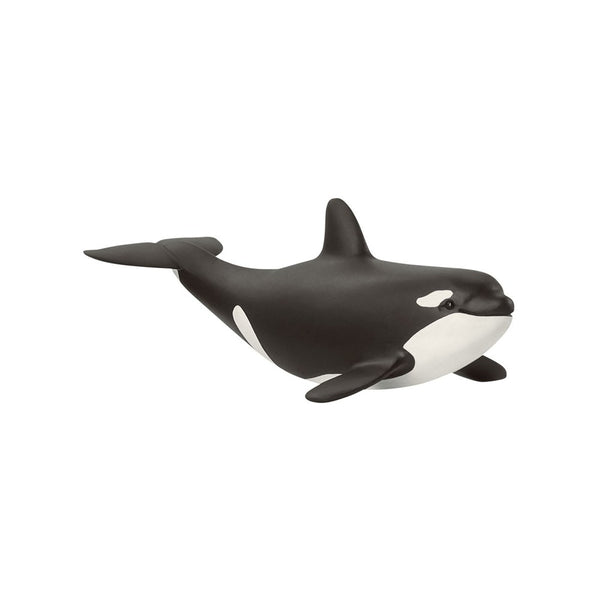 Baby Orca