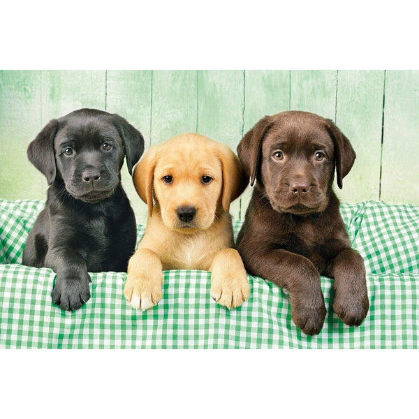 1000pc Three Labrador